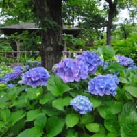 多摩川台公園あじさい園　　きれいな濃い色のべにがくあじさい　　5