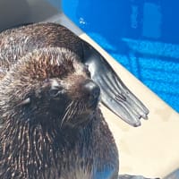 GWは茨城へ(アクアワールド水族館②)