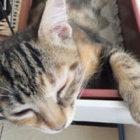 テンプレートの練習中
