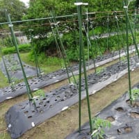 「夏野菜の植え付け」など５月下旬の畑模様は…