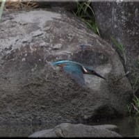 於大公園 ： 野鳥 ・ 翡翠 ・ カワセミ・・・フリー素材ブログ　カワセミ