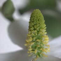 蕺（ドクダミ）