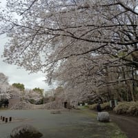 桜ドライブ