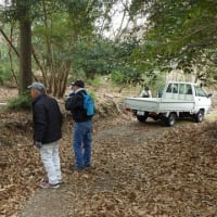 耶馬渓で原木の切り出し作業