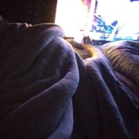 なにかがきました