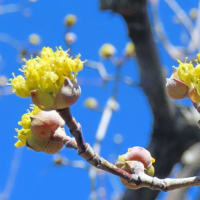 サクラソウの蕾が錦乃原桜草園で見られてビックリ