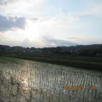 6月7日（金）雲が多い日　　＆頂き物の枝豆