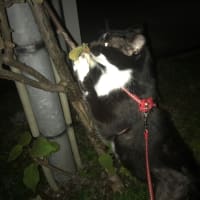 キウイの木大好き