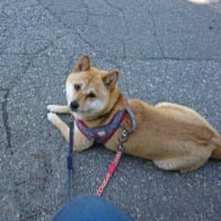 プレミアムドッグフード（アニマルワン　犬の雑穀ごはんシリーズ１）