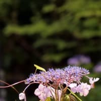 山寺三光寺の山紫陽花