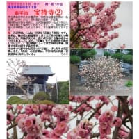 花巡り「梅－318」　幸手市　宝持寺①②