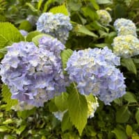 紫陽花が咲いていました