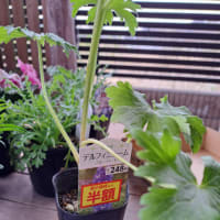昨日の桜とお値下げ品