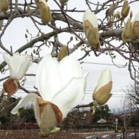 男鈴・女鈴山登山道のレットさんと、濡れ縁の猫さんと春の花。