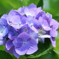 シーパラの紫陽花