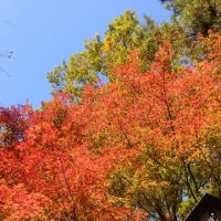 ２０１９－１１－１９　武蔵丘陵森林公園の秋を見る