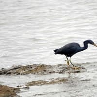 06/11探鳥記録写真：狩尾岬の鳥たち（クロサギの採餌模様、トビの飛翔、）