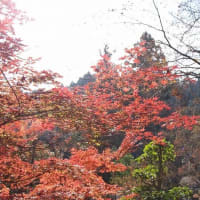大窪寺の紅葉、平成30年11月21日