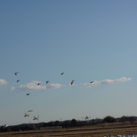 久しぶりに白鳥の郷を訪ねてみた　　　　　２０２５年１月２８日　火曜日