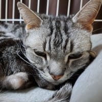 野菜詰め放題。