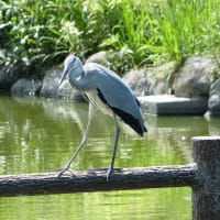 マガモの幼鳥