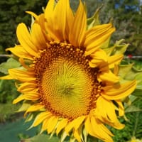 ひまわり🌻