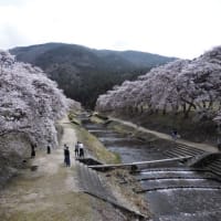 近江一　鮎河千本桜！！