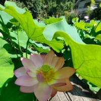 蓮の花そよぐ花の御寺へ