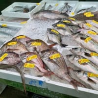 魚