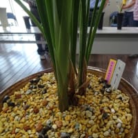 佐賀寒蘭会新芽鑑賞会（普通芽）