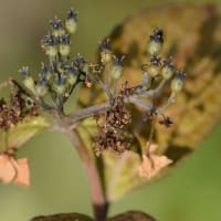 鉢植えのヤマアジサイ　ｃ、日向絞り