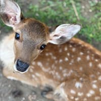 奈良でのリサーチ デザインとテクノロジーが織りなす古都の魅力