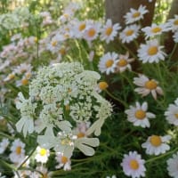 5月10日　庭の花たち