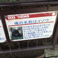 観ているのか観られているのか
