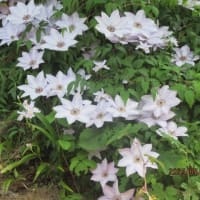 長い間有難うございました！ブログ終了します！　No515　