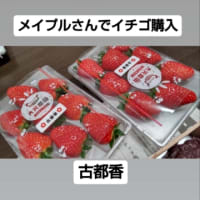 ドッグカフェメイプルさんへ