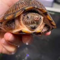 カブトニオイガメ