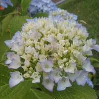 紫陽花が見ごろ