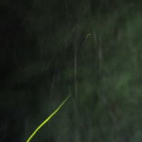 🧹🐍❻　   梅の実黄なり ・・・　桃風呂の夢　　夜の飛行練習　　『ドラゴン・ハート』の上映が終わる　　映画『ショータイム７』とマスコミ地獄　　地獄霊救済に行く天使の理由