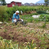 今日の家庭菜園・・雨前にニンニクの収穫を終える