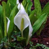 水芭蕉の咲く日に