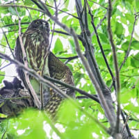 いつもの公園