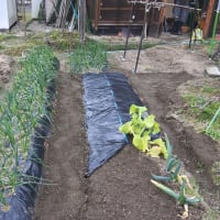 2024年度　家庭菜園　ジャガイモ種芋の植付・下仁田ねぎの種をポットに植付