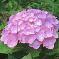 ピンク色の紫陽花