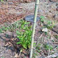 心地よい風が…カッコウも鳴いて…