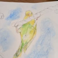 2022/08/03～8/16 セキセイインコ。
