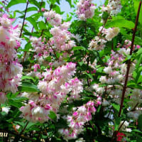 「相模原北公園」では「サクラウツギ」が可憐な桜の様なの花を！！