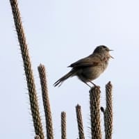 06/07探鳥記録写真-2：はまゆう公園の鳥たち（コゲラ、ウグイス、ホオジロ、紫陽花、）
