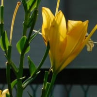 6月21日　今日の写真　百合　アジサイも　終りですが・・