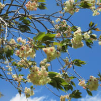八重桜とツツジと藤の花を観に